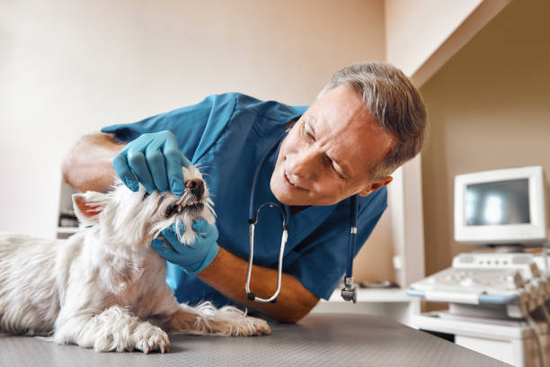 Best Same-Day Emergency Dentist in Dimondale, MI